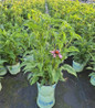 Prairie Splendor Coneflower in branded pot
