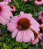 Prairie Splendor Coneflower flower head close up with bee in top