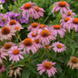 Prairie Splendor Coneflower flowering in the garden