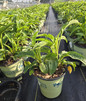Prairie Splendor Coneflower in pot