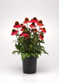 Artisan™ Red Ombre Coneflower in Pot Planter