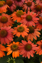 Artisan™ Red Ombre Coneflower Blooming