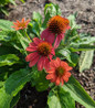 Coneflower compact flowering plant