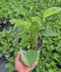 Purple Coneflower #1 pot