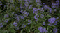 Beyond Midnight Bluebeard Bush with Blue Flowers