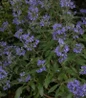 Beyond Midnight® Bluebeard blue flowering