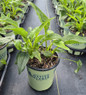 Echinacea happy star #1 pot