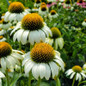 Happy Star Coneflower flower close up