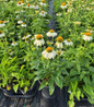PowWow® White Coneflower in pot