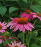 Coneflower close-up colorful blossoms