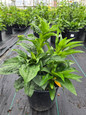 White Swan Coneflower in pot
