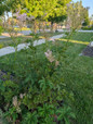 Tall Queen of the Prairie Plant Flowering