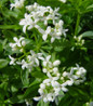 Sweet Woodruff delicate white flowers