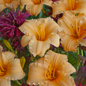 Apricot Sparkles Daylily Flower Petal Close Up