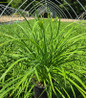 Apricot Sparkles Daylily green arching foliage
