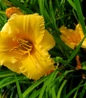Apricot Sparkles Daylily apricot ruffled blooms