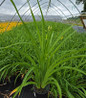 Buttered Popcorn Daylily #1 container