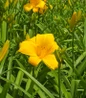 Buttered Popcorn Daylily pale yellow blooms