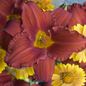 Chicago Apache Daylily Flower Petal Close Up