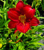Chicago Apache Daylily flower top view
