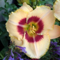 Custard Candy Daylily Flower Close Up