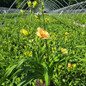 Custard Candy Daylily farden display