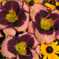 Daring Deception Daylily Flower Close Up