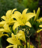 Hyperion Daylily lemon yellow blooms