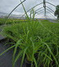 Hyperion Daylily #1 container