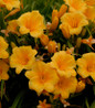 Stella d'Oro Daylily compact green foliage