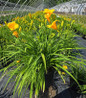 Stella d'Oro Daylily golden yellow blooms
