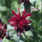 Raspberry Wine Bee Balm Flower Petal Close Up