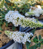 Pugster White Butterfly Bush close-up white blooms