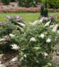 Pugster White Butterfly Bush compact blooming shrub