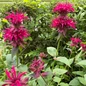 Jacob Cline Bee Balm customer photo