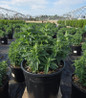 Grape Gumball Bee Balm #2 container
