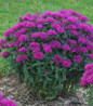 Grape Gumball Bee Balm purple blooms