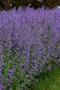 Junior Walker™ Catmint Blooming