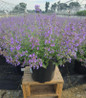 Junior Walker™ Catmint in #2 pot