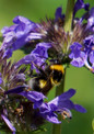 Bumblebee on Neptune Nepeta flowers
