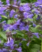 Neptune Nepeta purple flowers