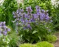 Neptune Nepeta growing in garden