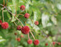 Sugar Shack Buttonbush Red Blooms