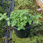 Six Hills Giant Catmint in black pot