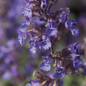 Walkers Low Catmint Flower Petal Close Up