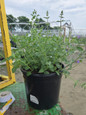 Walker's Low Catmint in pot