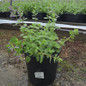 Blue Wonder Catmint in pot