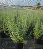 Russian Sage #2 container