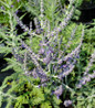 Russian Sage lavender flower spikes