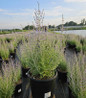 Blue Jean Baby Russian Sage #2 container